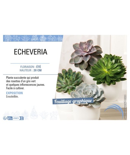 ECHEVERIA (MIX)