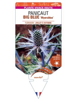 ERYNGIUM x zabelii BIG BLUE Myersblue voir Panicaut