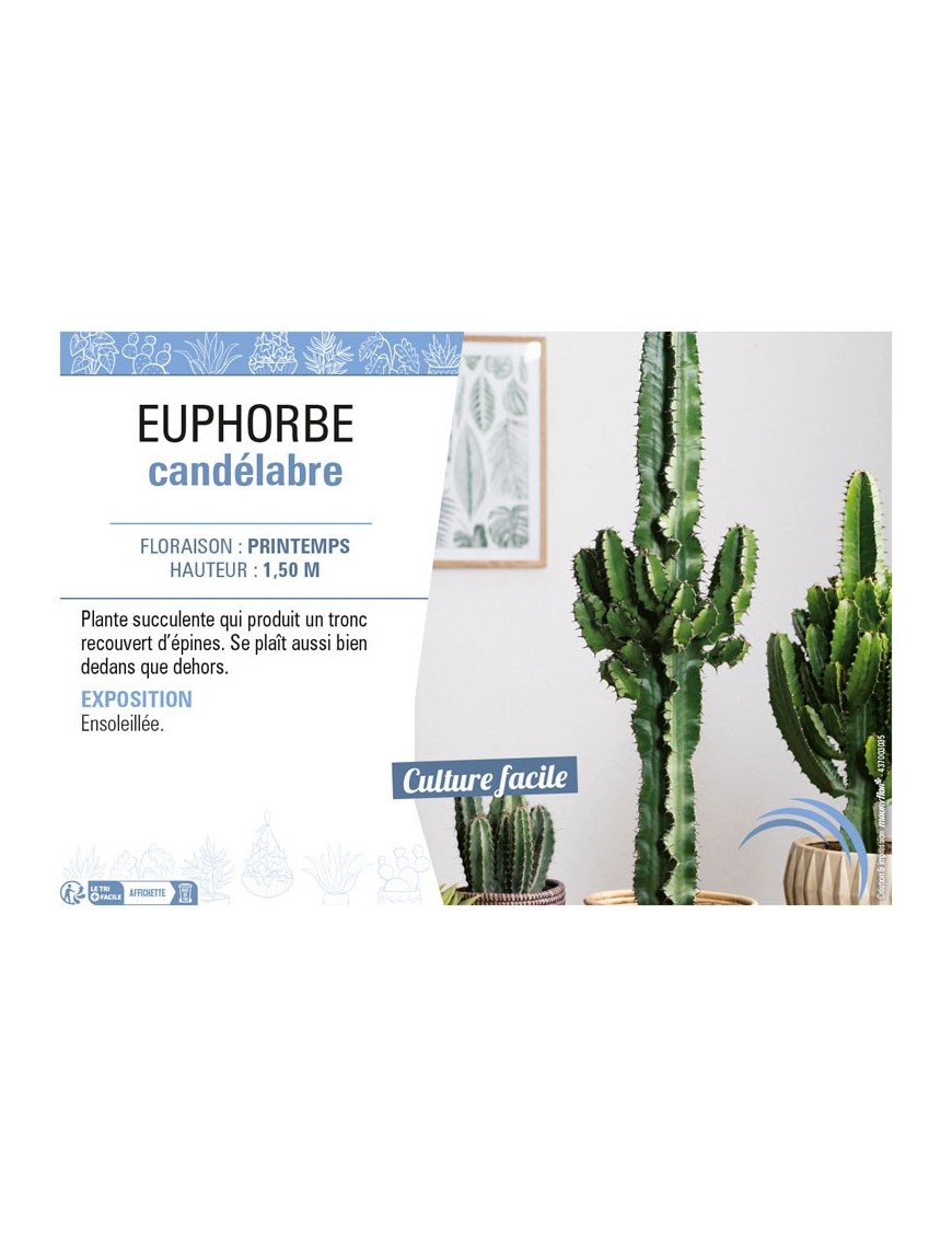 EUPHORBE CANDÉLABRE