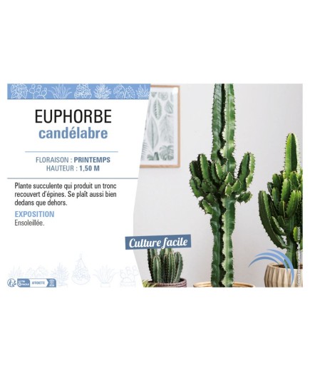 EUPHORBE CANDÉLABRE