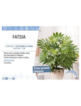 FATSIA