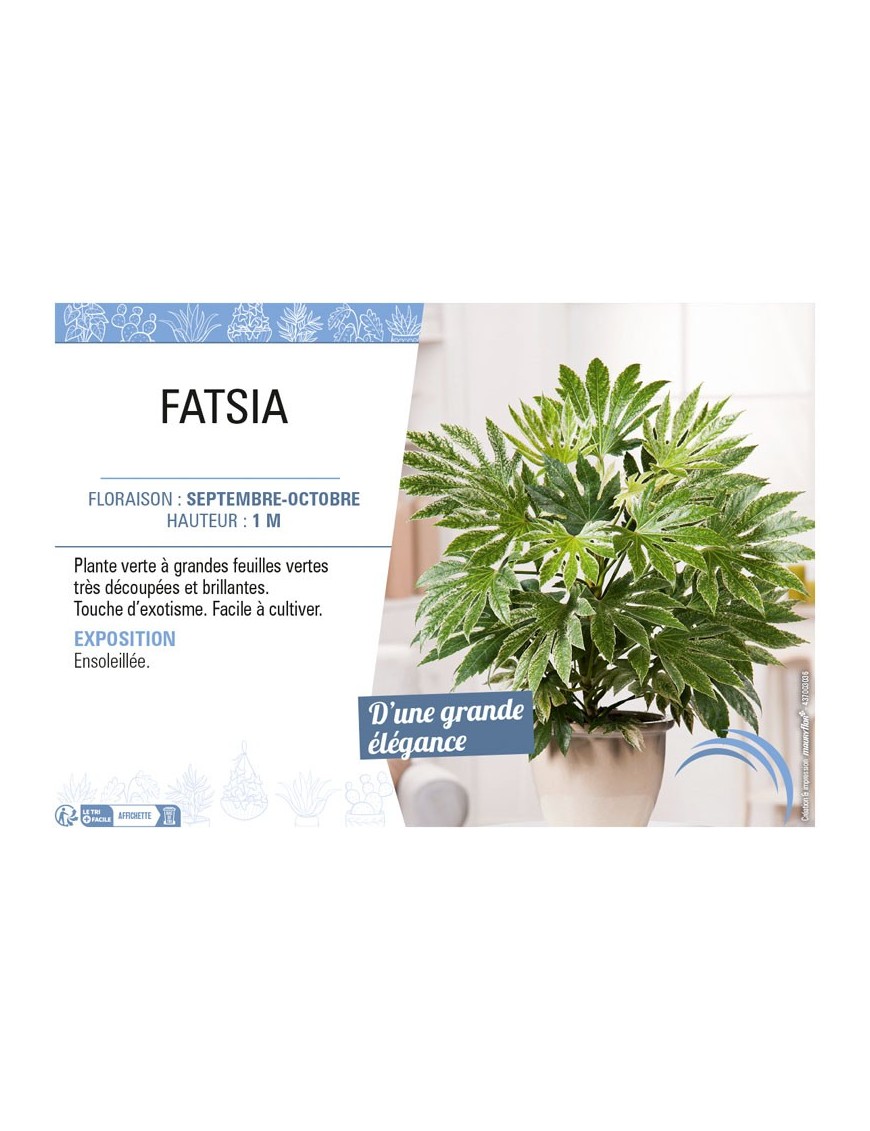 FATSIA