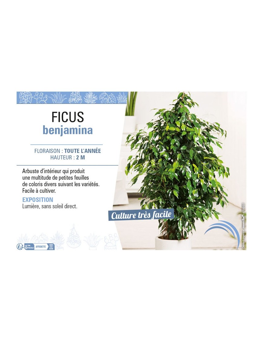 FICUS BENJAMINA