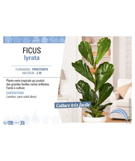 FICUS LYRATA