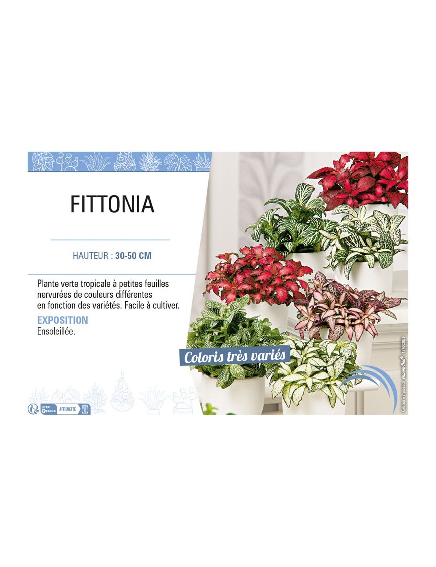 FITTONIA