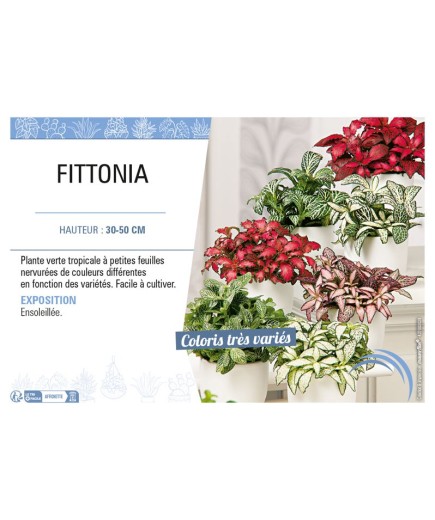 FITTONIA