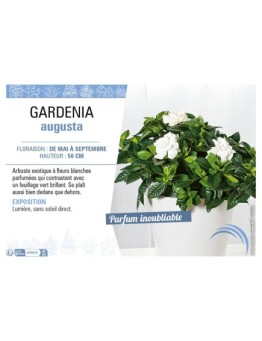 GARDENIA AUGUSTA