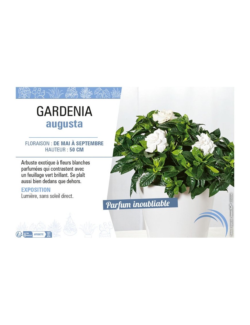 GARDENIA AUGUSTA