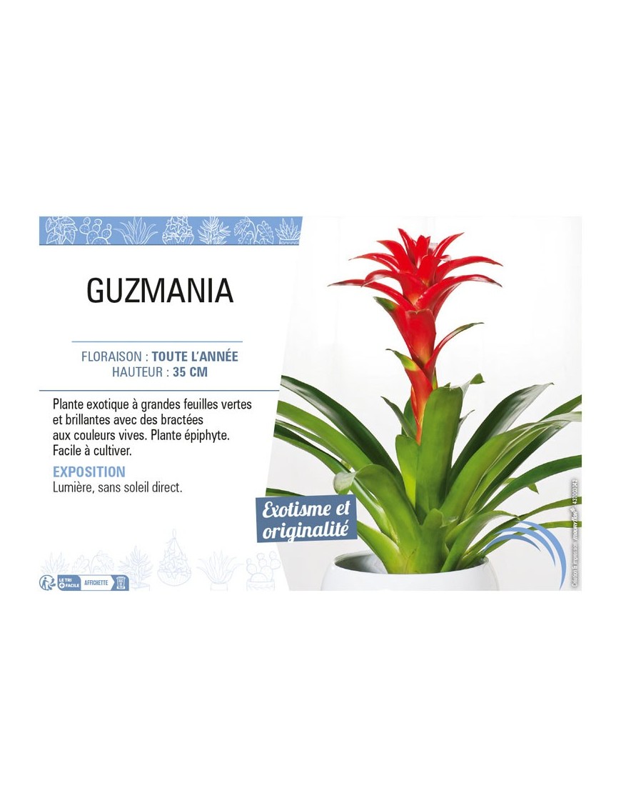 GUZMANIA