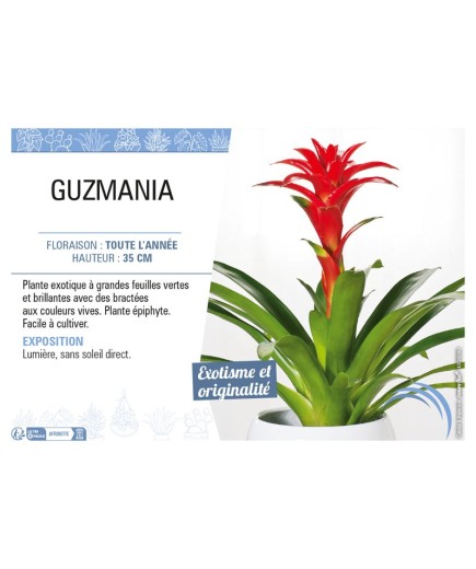 GUZMANIA