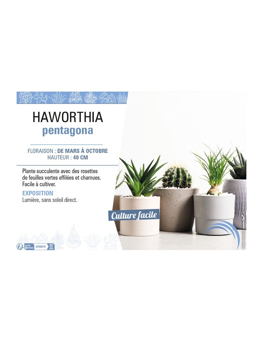 HAWORTHIA PENTAGONA