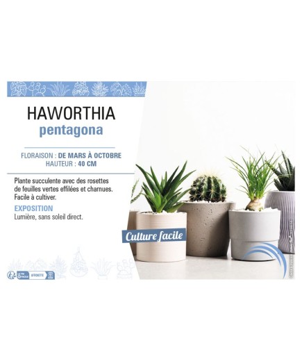 HAWORTHIA PENTAGONA
