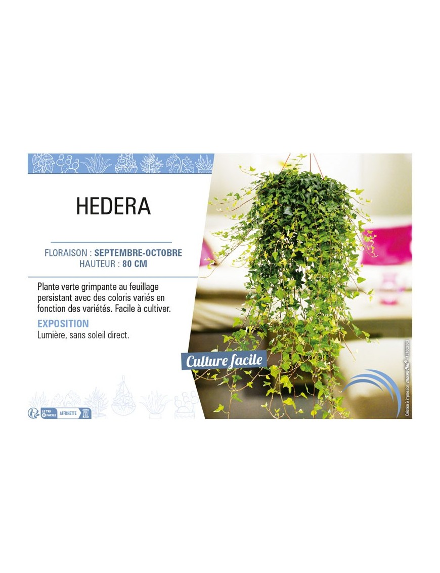 HEDERA