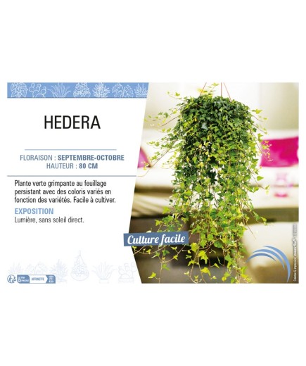 HEDERA