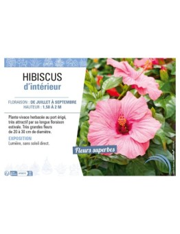 HIBISCUS D'INTÉRIEUR