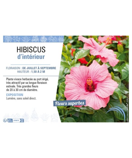 HIBISCUS D'INTÉRIEUR