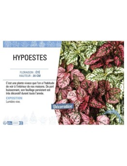HYPOESTES