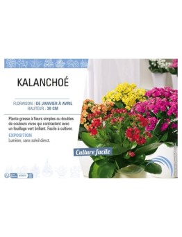 KALANCHOÉ (varié)