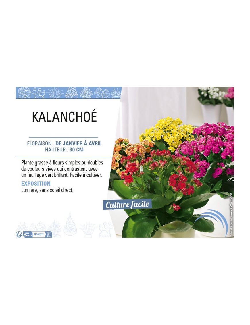 KALANCHOÉ (varié)