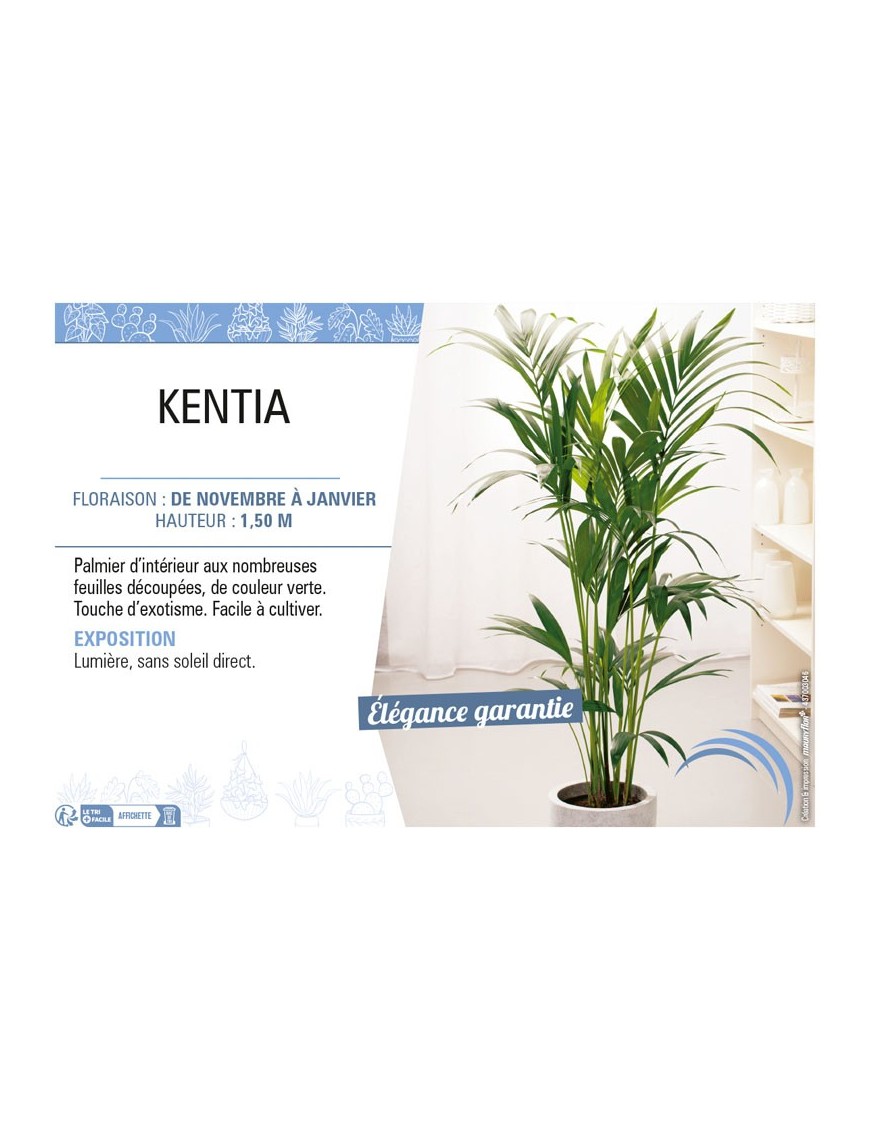 KENTIA (Howea)