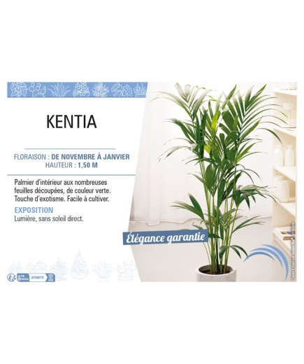 KENTIA (Howea)