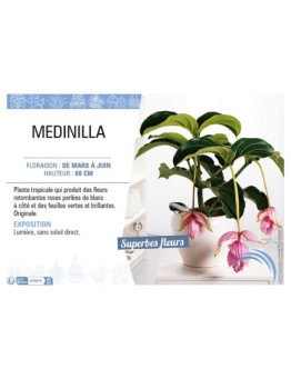 MEDINILLA
