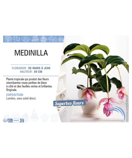 MEDINILLA