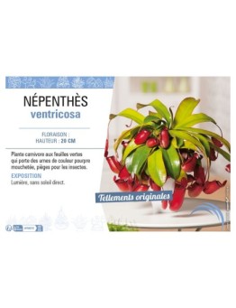 NÉPENTHÈS VENTRICOSA (MIX)