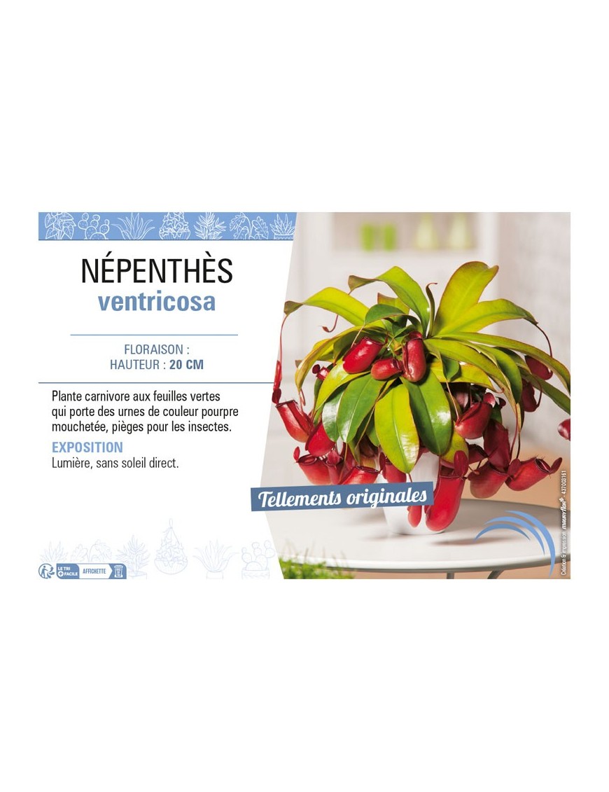 NÉPENTHÈS VENTRICOSA (MIX)