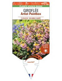 ERYSIMUM Artist Paintbox voir Giroflée