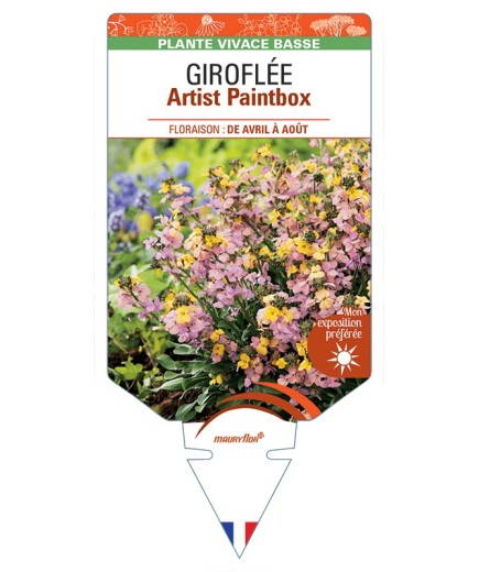 ERYSIMUM Artist Paintbox voir Giroflée