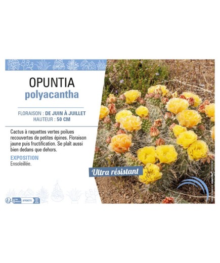 OPUNTIA POLYACANTHA