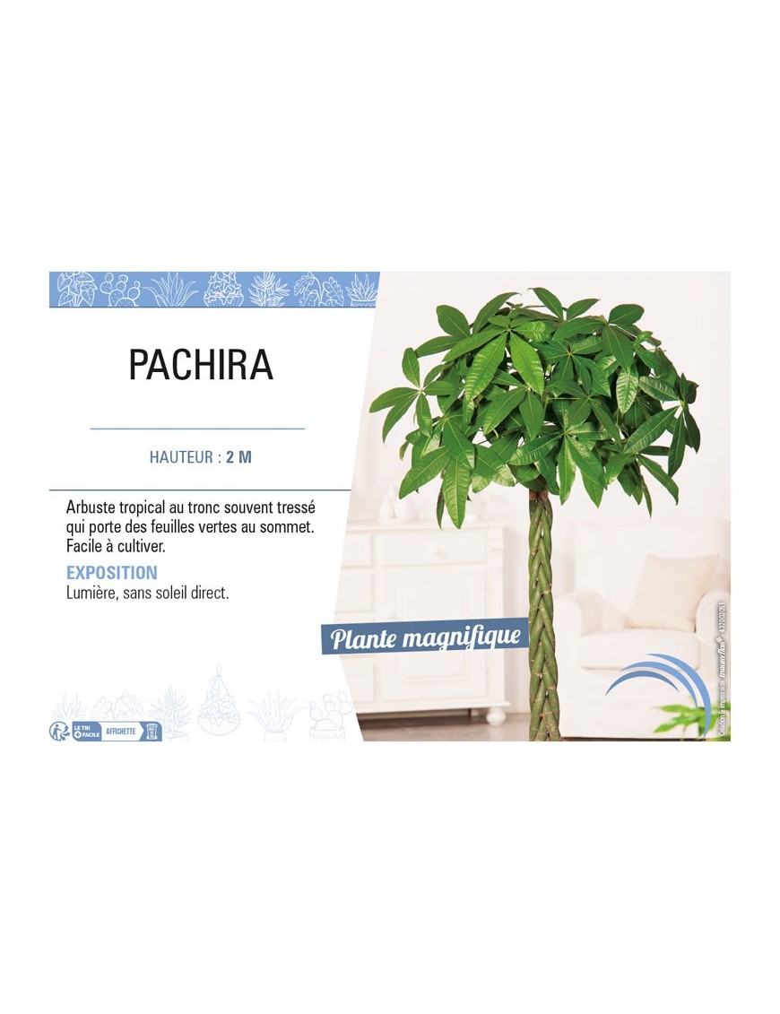 PACHIRA