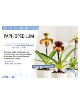 PAPHIOPÉDILUM