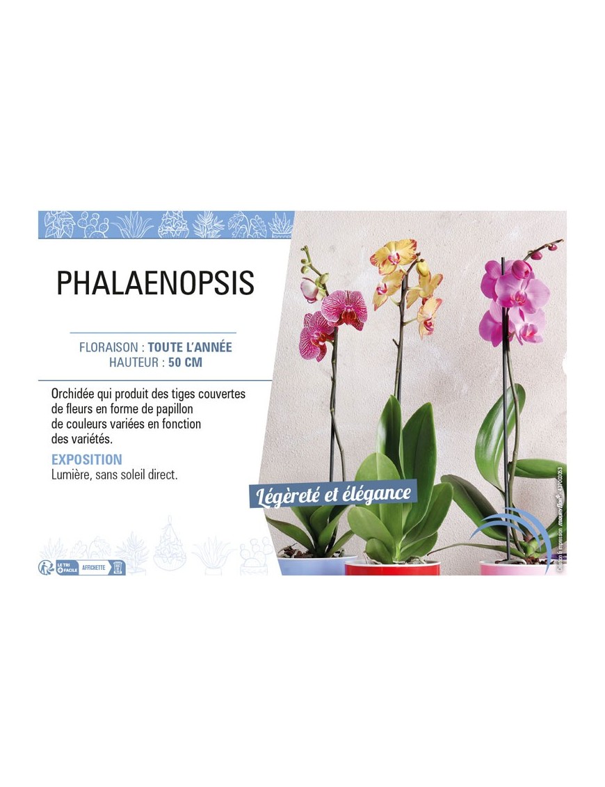 PHALAENOPSIS