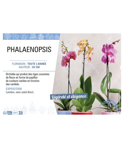 PHALAENOPSIS