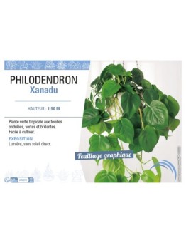 PHILODENDRON XANADU