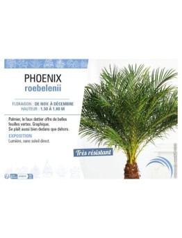 PHOENIX ROEBELENII