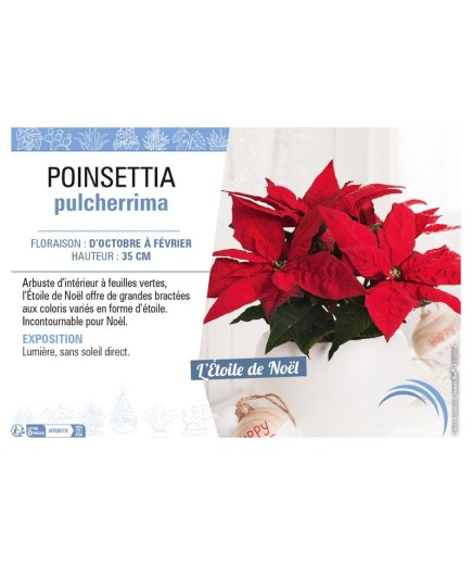 POINSETTIA PULCHERRIMA