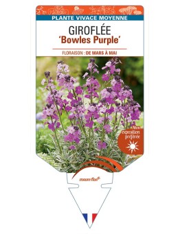 ERYSIMUM Bowles Purple voir Giroflée arbustive