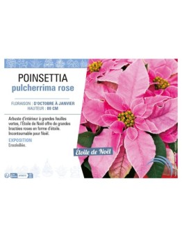POINSETTIA PULCHERRIMA ROSE
