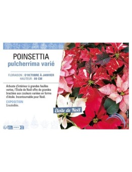 POINSETTIA PULCHERRIMA VARIÉ