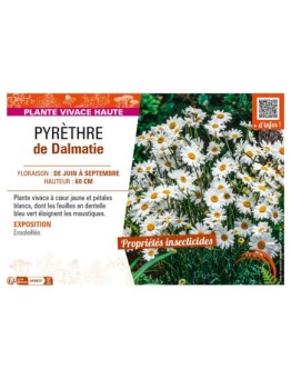 PYRÈTHRE de Dalmatie