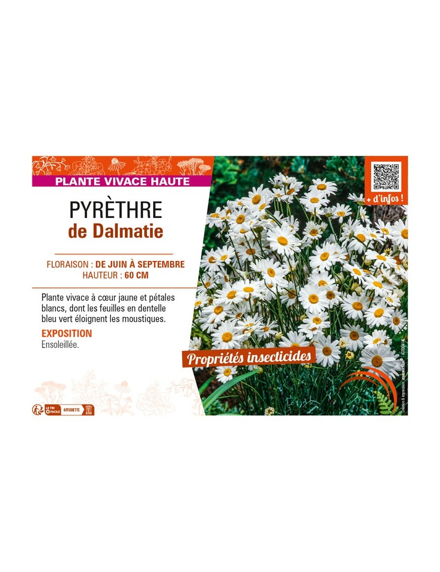 PYRÈTHRE de Dalmatie