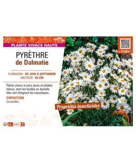 PYRÈTHRE de Dalmatie