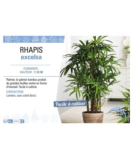 RHAPIS EXCELSA