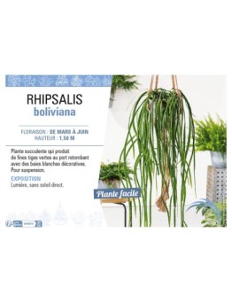 RHIPSALIS BOLIVIANA