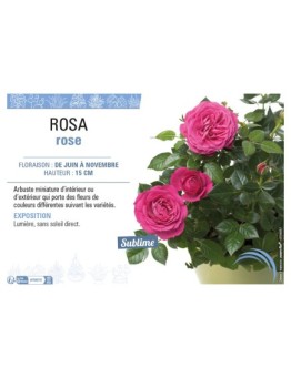 ROSA ROSE