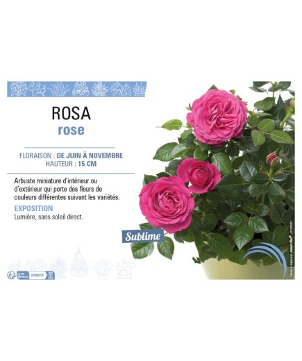 ROSA ROSE
