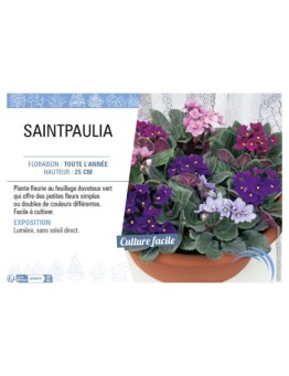 SAINTPAULIA